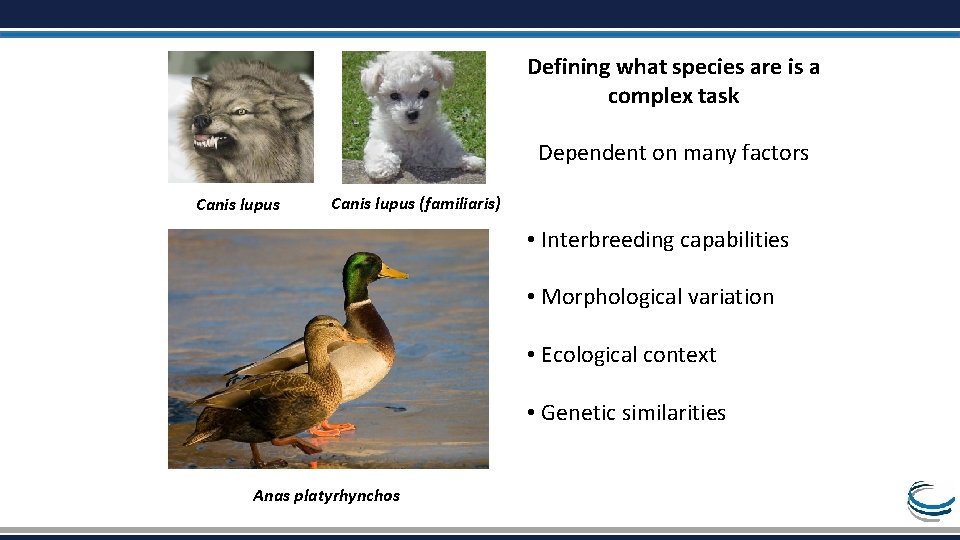 Defining what species are is a complex task Dependent on many factors Canis lupus