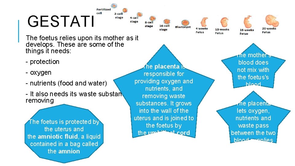 GESTATION The foetus relies upon its mother as it develops. These are some of GESTATION The foetus relies upon its mother as it develops. These are some of