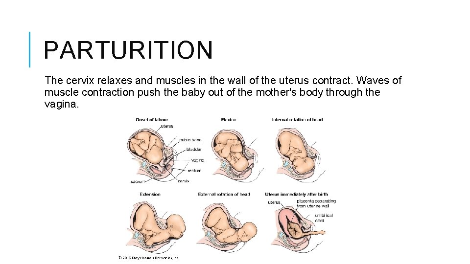 PARTURITION The cervix relaxes and muscles in the wall of the uterus contract. Waves PARTURITION The cervix relaxes and muscles in the wall of the uterus contract. Waves