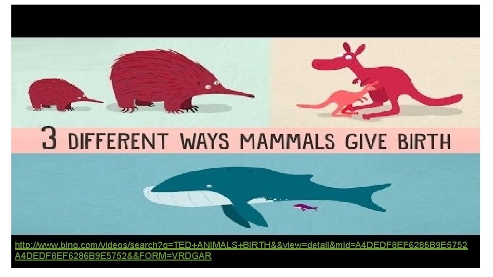 http: //www. bing. com/videos/search? q=TED+ANIMALS+BIRTH&&view=detail&mid=A 4 DEDF 8 EF 6286 B 9 E 5752&&FORM=VRDGAR http: //www. bing. com/videos/search? q=TED+ANIMALS+BIRTH&&view=detail&mid=A 4 DEDF 8 EF 6286 B 9 E 5752&&FORM=VRDGAR