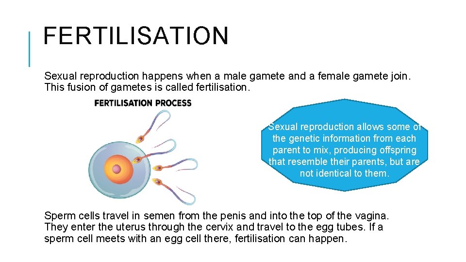 FERTILISATION Sexual reproduction happens when a male gamete and a female gamete join. This FERTILISATION Sexual reproduction happens when a male gamete and a female gamete join. This