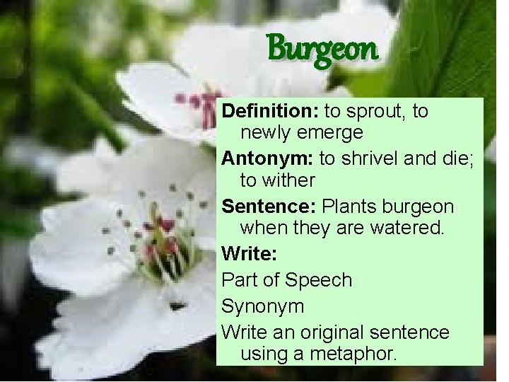 Burgeon Definition: to sprout, to newly emerge Antonym: to shrivel and die; to wither