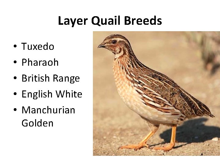 Layer Quail Breeds • • • Tuxedo Pharaoh British Range English White Manchurian Golden