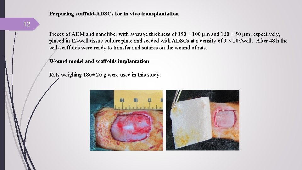 Preparing scaffold-ADSCs for in vivo transplantation 12 Pieces of ADM and nanofiber with average