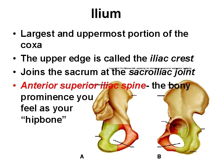 Ilium • Largest and uppermost portion of the coxa • The upper edge is