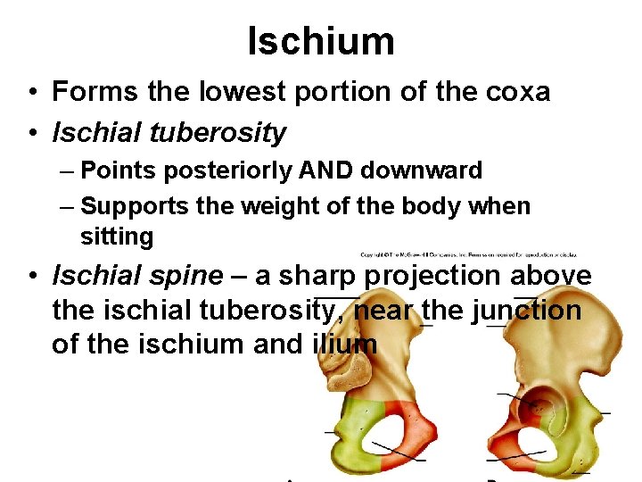 Ischium • Forms the lowest portion of the coxa • Ischial tuberosity – Points