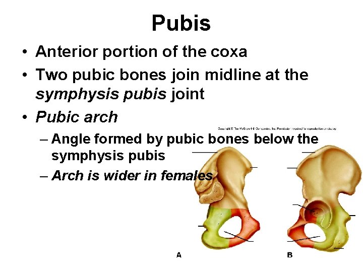 Pubis • Anterior portion of the coxa • Two pubic bones join midline at