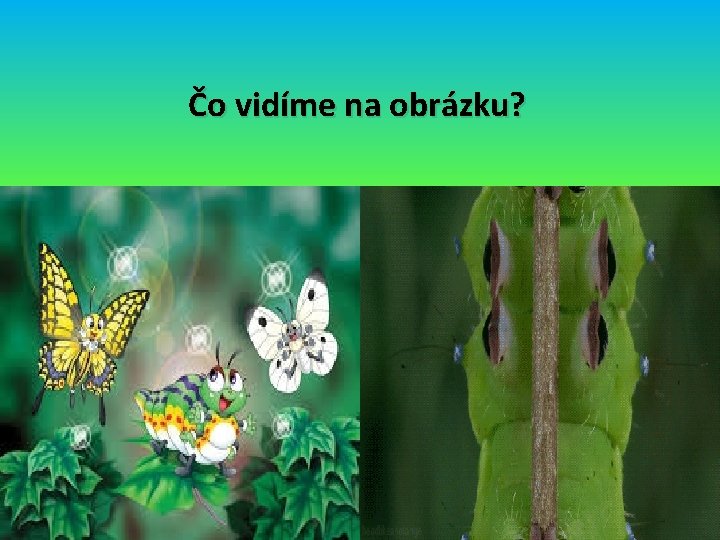 Čo vidíme na obrázku? 