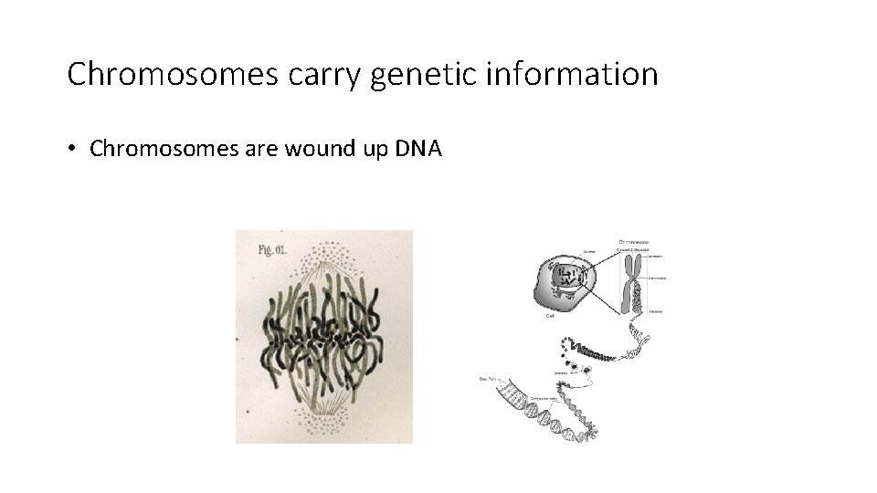 Chromosomes carry genetic information • Chromosomes are wound up DNA Chromosomes carry genetic information • Chromosomes are wound up DNA