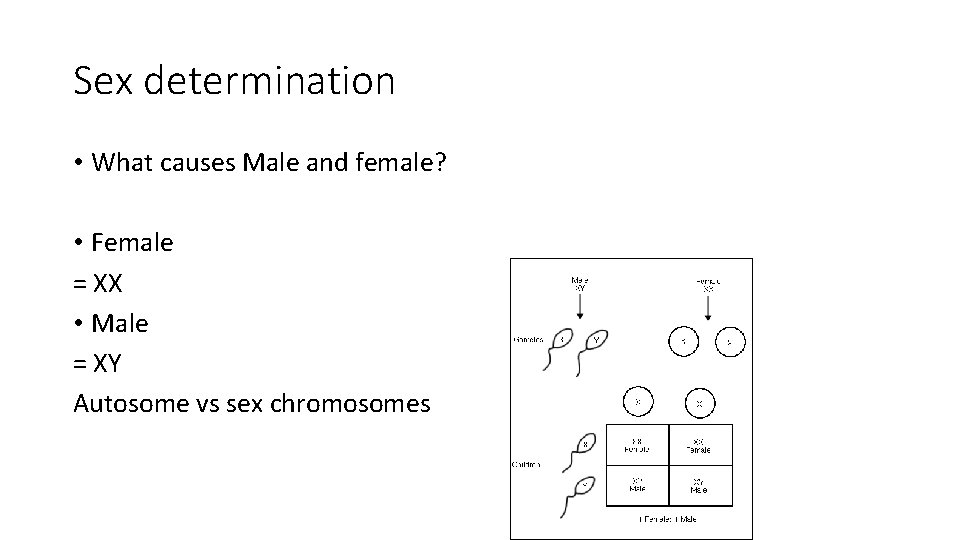 Sex determination • What causes Male and female? • Female = XX • Male Sex determination • What causes Male and female? • Female = XX • Male