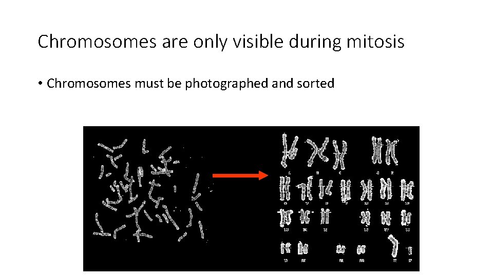 Chromosomes are only visible during mitosis • Chromosomes must be photographed and sorted Chromosomes are only visible during mitosis • Chromosomes must be photographed and sorted