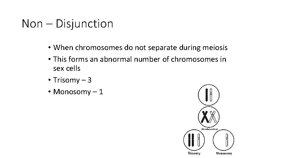 Non – Disjunction • When chromosomes do not separate during meiosis • This forms Non – Disjunction • When chromosomes do not separate during meiosis • This forms
