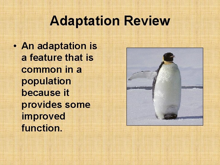 Adaptation Review • An adaptation is a feature that is common in a population