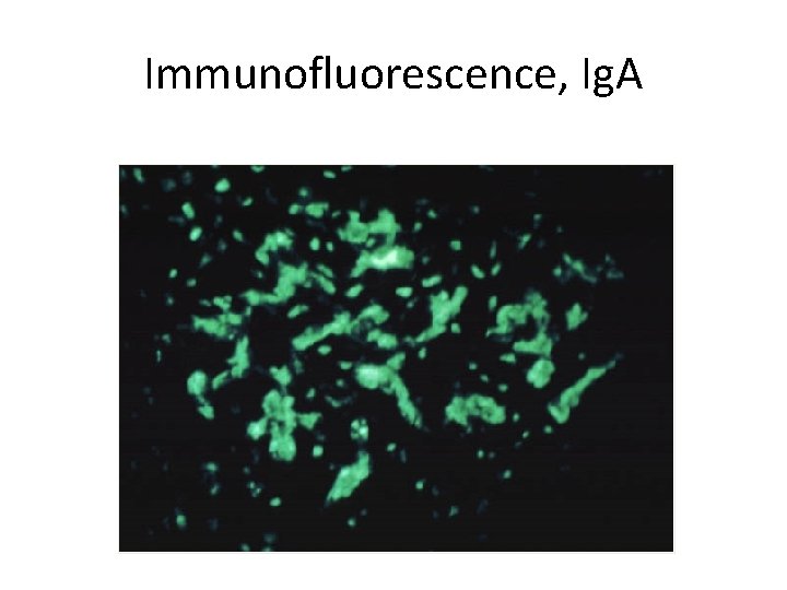 Immunofluorescence, Ig. A 