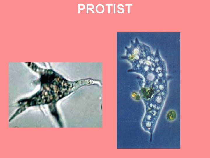 PROTIST 