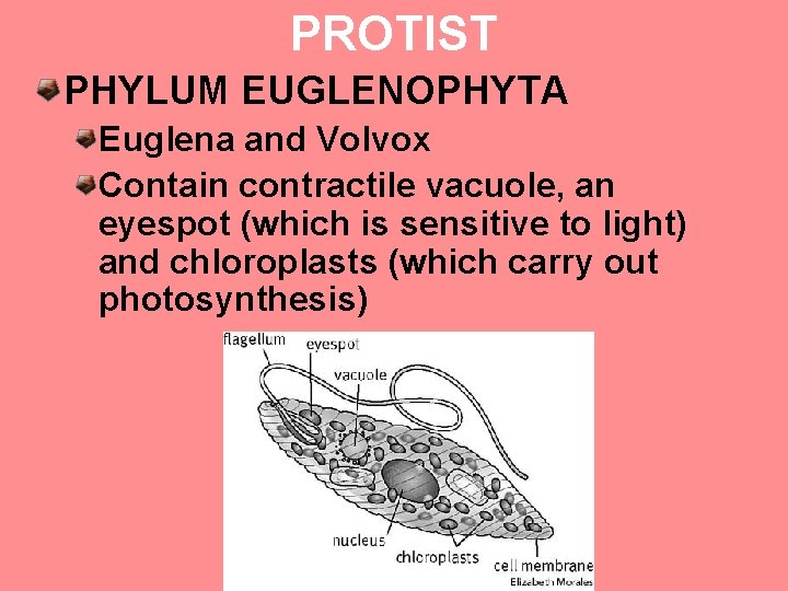 PROTIST PHYLUM EUGLENOPHYTA Euglena and Volvox Contain contractile vacuole, an eyespot (which is sensitive