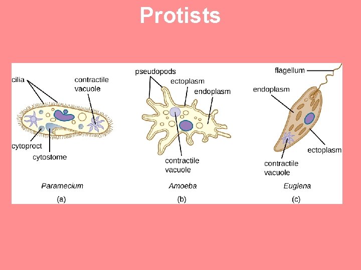 Protists 