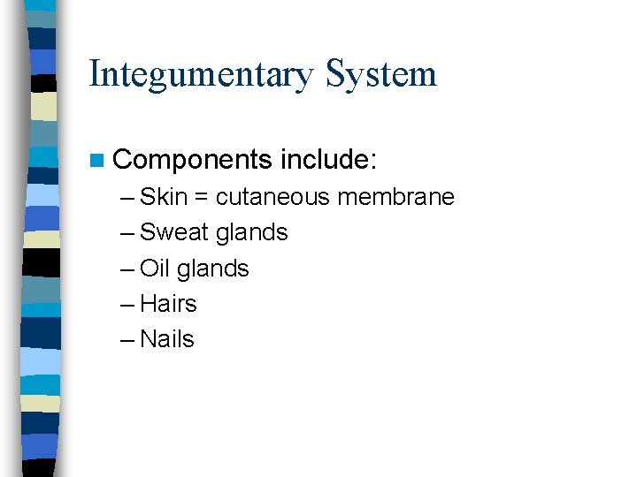Integumentary System n Components include: – Skin = cutaneous membrane – Sweat glands –