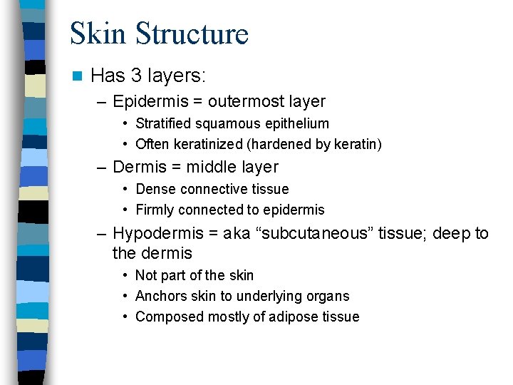 Skin Structure n Has 3 layers: – Epidermis = outermost layer • Stratified squamous