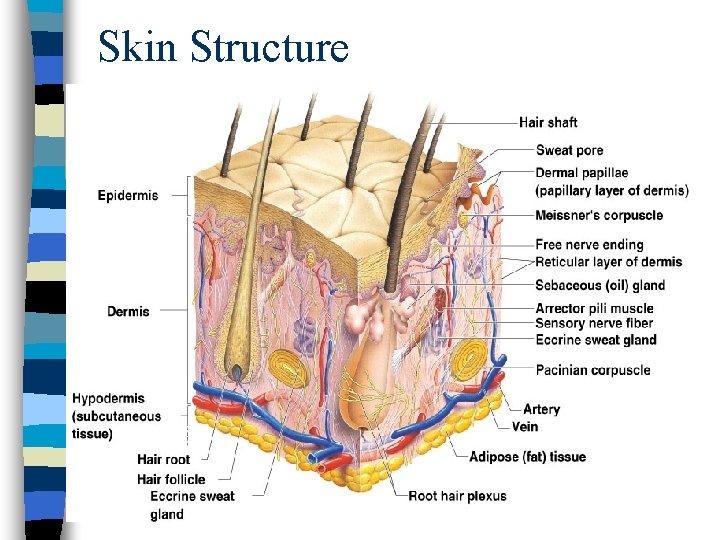 Skin Structure 