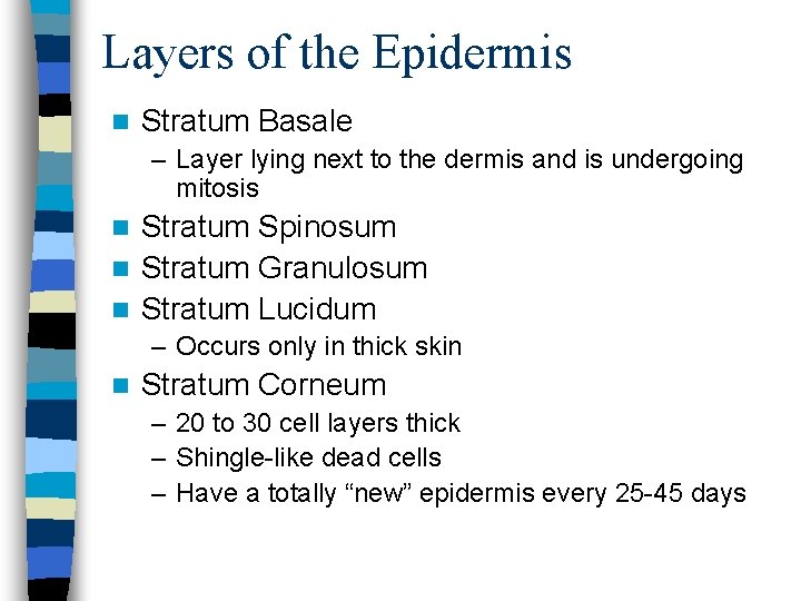 Layers of the Epidermis n Stratum Basale – Layer lying next to the dermis
