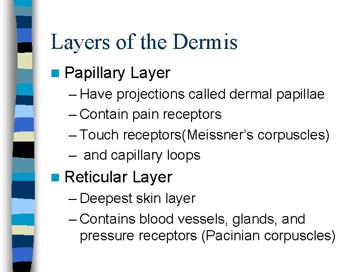 Layers of the Dermis n Papillary Layer – Have projections called dermal papillae –