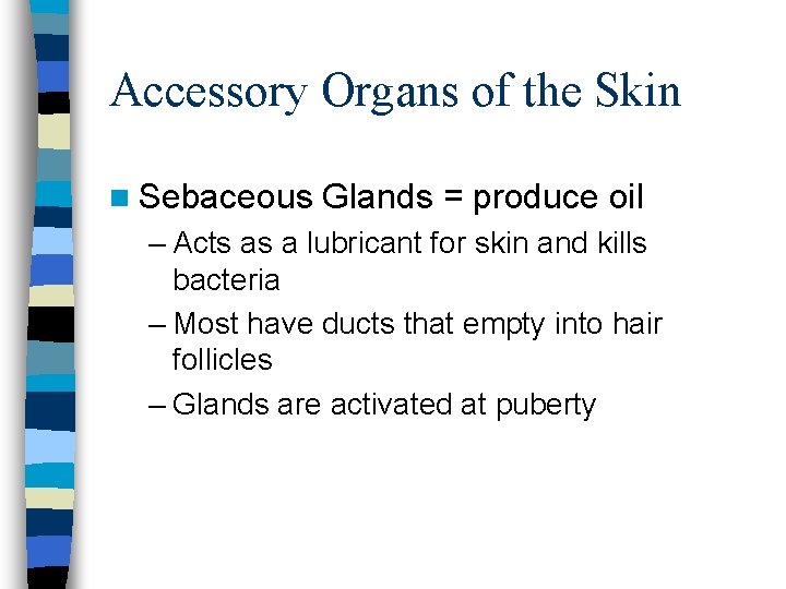 Accessory Organs of the Skin n Sebaceous Glands = produce oil – Acts as