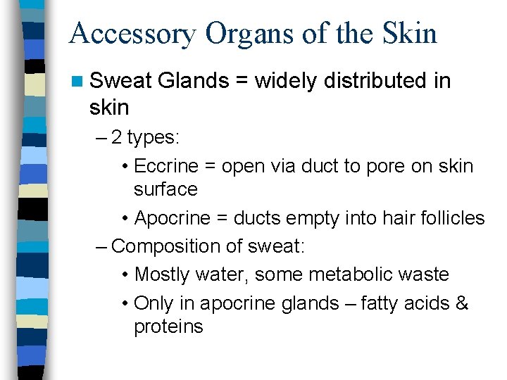 Accessory Organs of the Skin n Sweat Glands = widely distributed in skin –