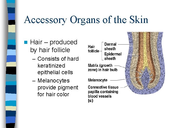 Accessory Organs of the Skin n Hair – produced by hair follicle – Consists