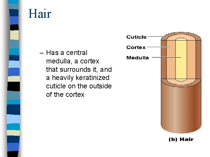 Hair – Has a central medulla, a cortex that surrounds it, and a heavily
