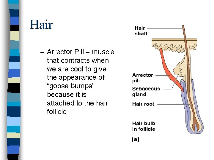 Hair – Arrector Pili = muscle that contracts when we are cool to give