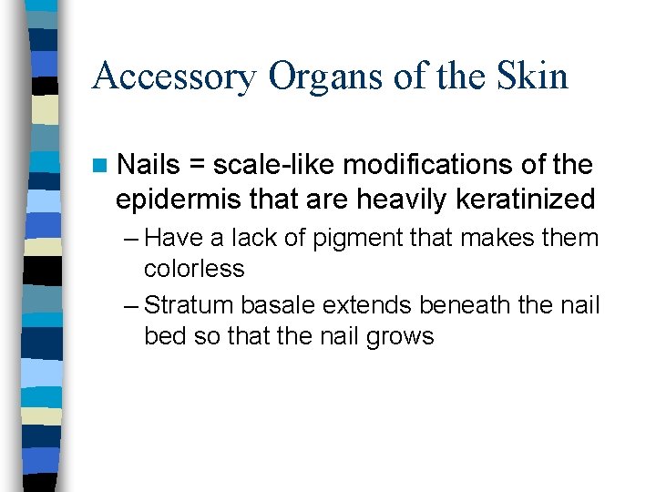 Accessory Organs of the Skin n Nails = scale-like modifications of the epidermis that