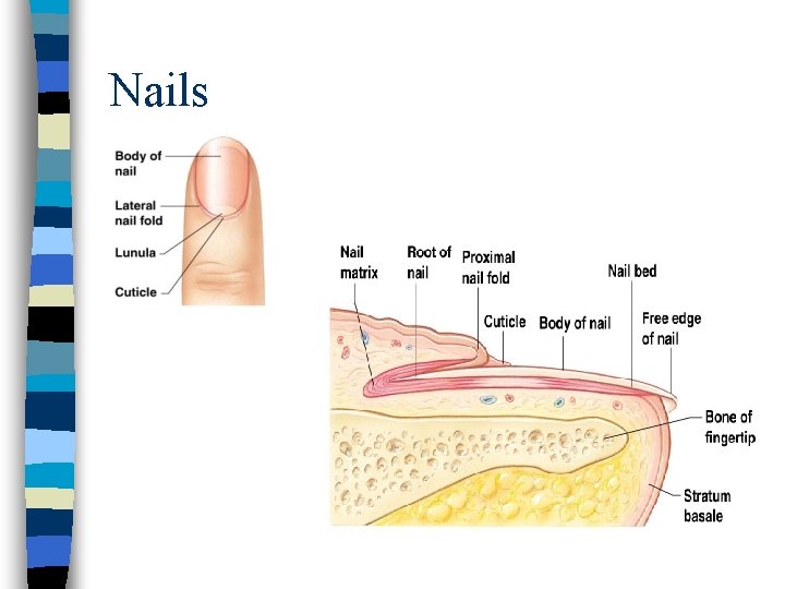 Nails 
