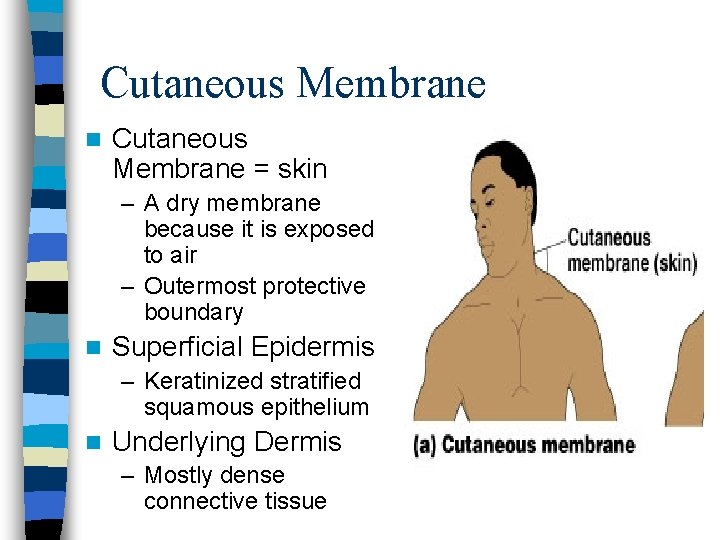 Cutaneous Membrane n Cutaneous Membrane = skin – A dry membrane because it is