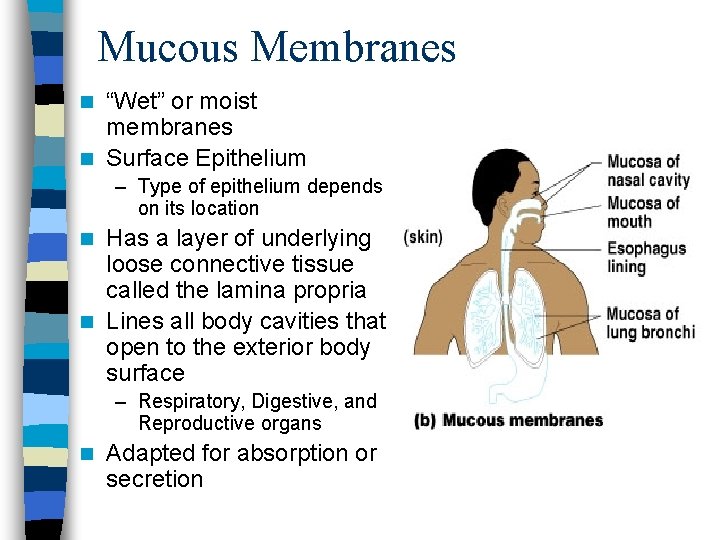 Mucous Membranes “Wet” or moist membranes n Surface Epithelium n – Type of epithelium