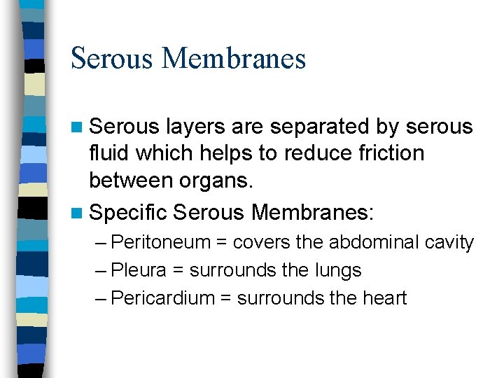 Serous Membranes n Serous layers are separated by serous fluid which helps to reduce