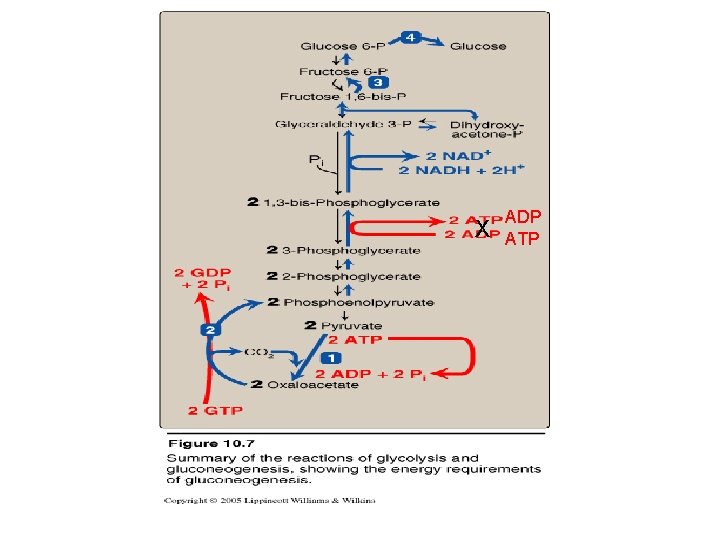 X ADP ATP 
