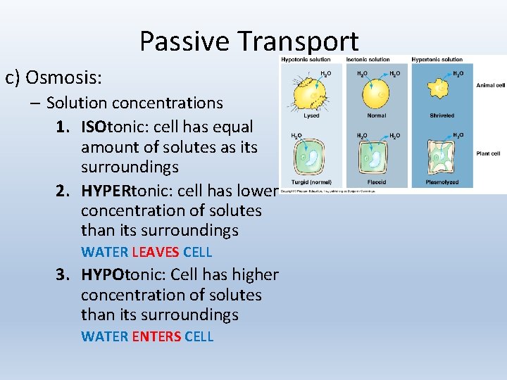 Passive Transport c) Osmosis: – Solution concentrations 1. ISOtonic: cell has equal amount of
