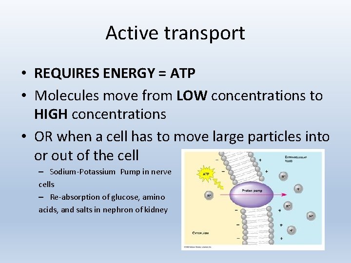 Active transport • REQUIRES ENERGY = ATP • Molecules move from LOW concentrations to