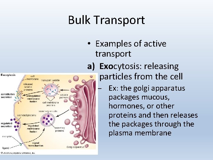 Bulk Transport • Examples of active transport a) Exocytosis: releasing particles from the cell