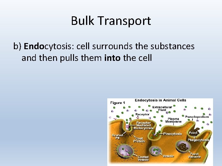 Bulk Transport b) Endocytosis: cell surrounds the substances and then pulls them into the