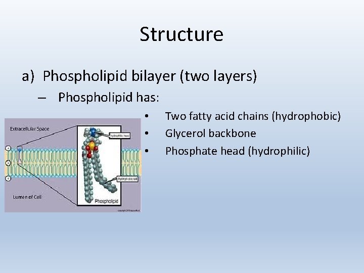 Structure a) Phospholipid bilayer (two layers) – Phospholipid has: • • • Two fatty