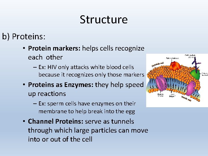 Structure b) Proteins: • Protein markers: helps cells recognize each other – Ex: HIV