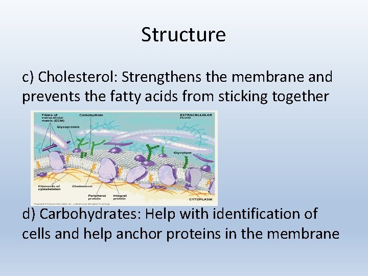 Structure c) Cholesterol: Strengthens the membrane and prevents the fatty acids from sticking together