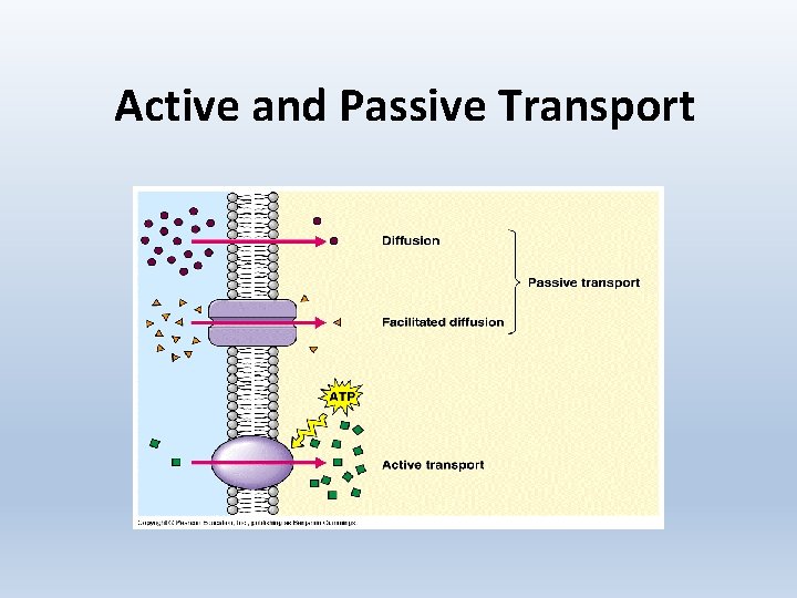 Active and Passive Transport 