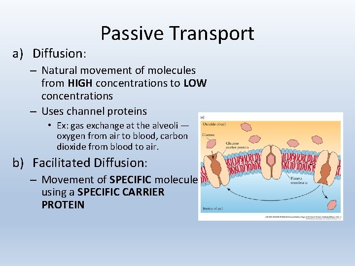 a) Diffusion: Passive Transport – Natural movement of molecules from HIGH concentrations to LOW