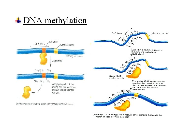 DNA methylation 