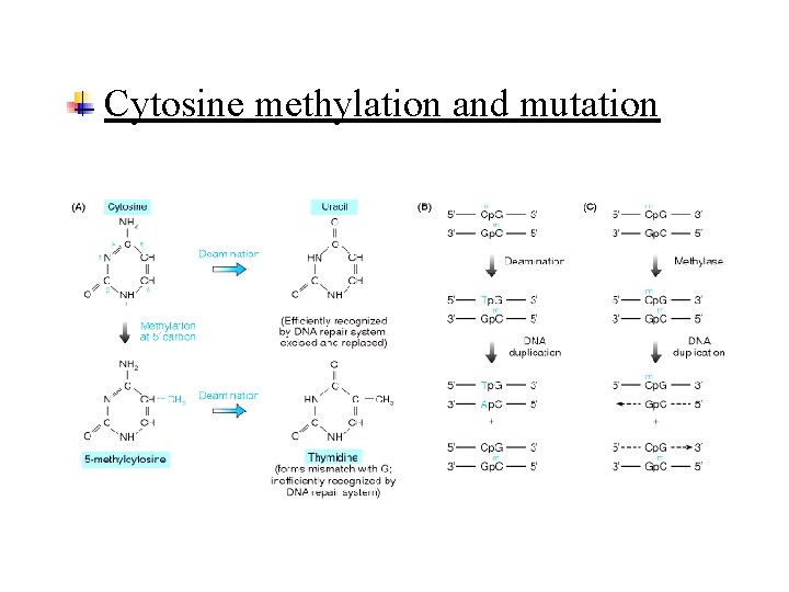 Cytosine methylation and mutation 