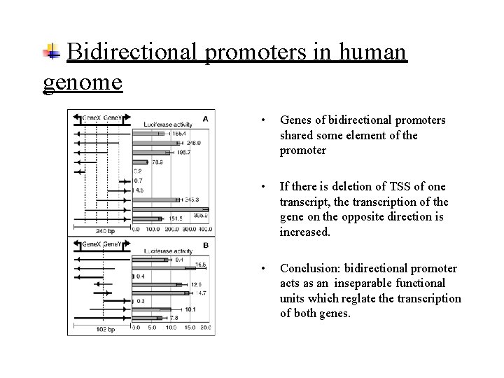 Bidirectional promoters in human genome • Genes of bidirectional promoters shared some element of