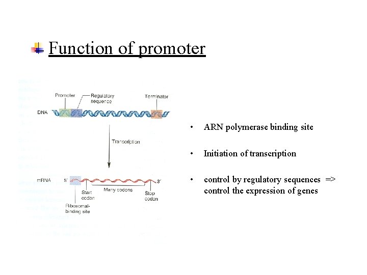 Function of promoter • ARN polymerase binding site • Initiation of transcription • control